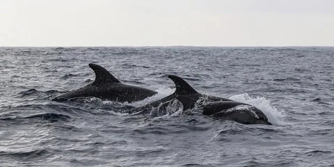 Tre delfiner som bryter vattenytan på öppet hav, fotograferade på avstånd utan båt i bild