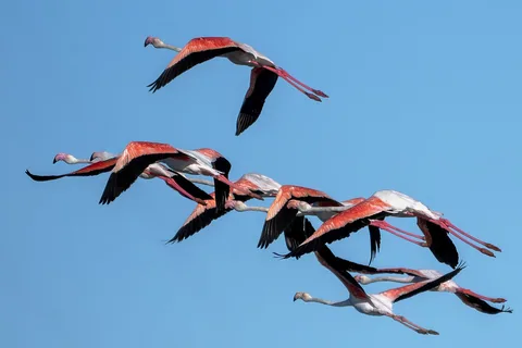 En flock flamingor i flykt tätt intill varandra mot klarblå himmel, med utsträckta halsar och rosa och svarta vingar