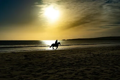 Silhuetten av en häst och ryttare i galopp längs strandkanten mot en lågt stående sol som speglar sig i vattnet