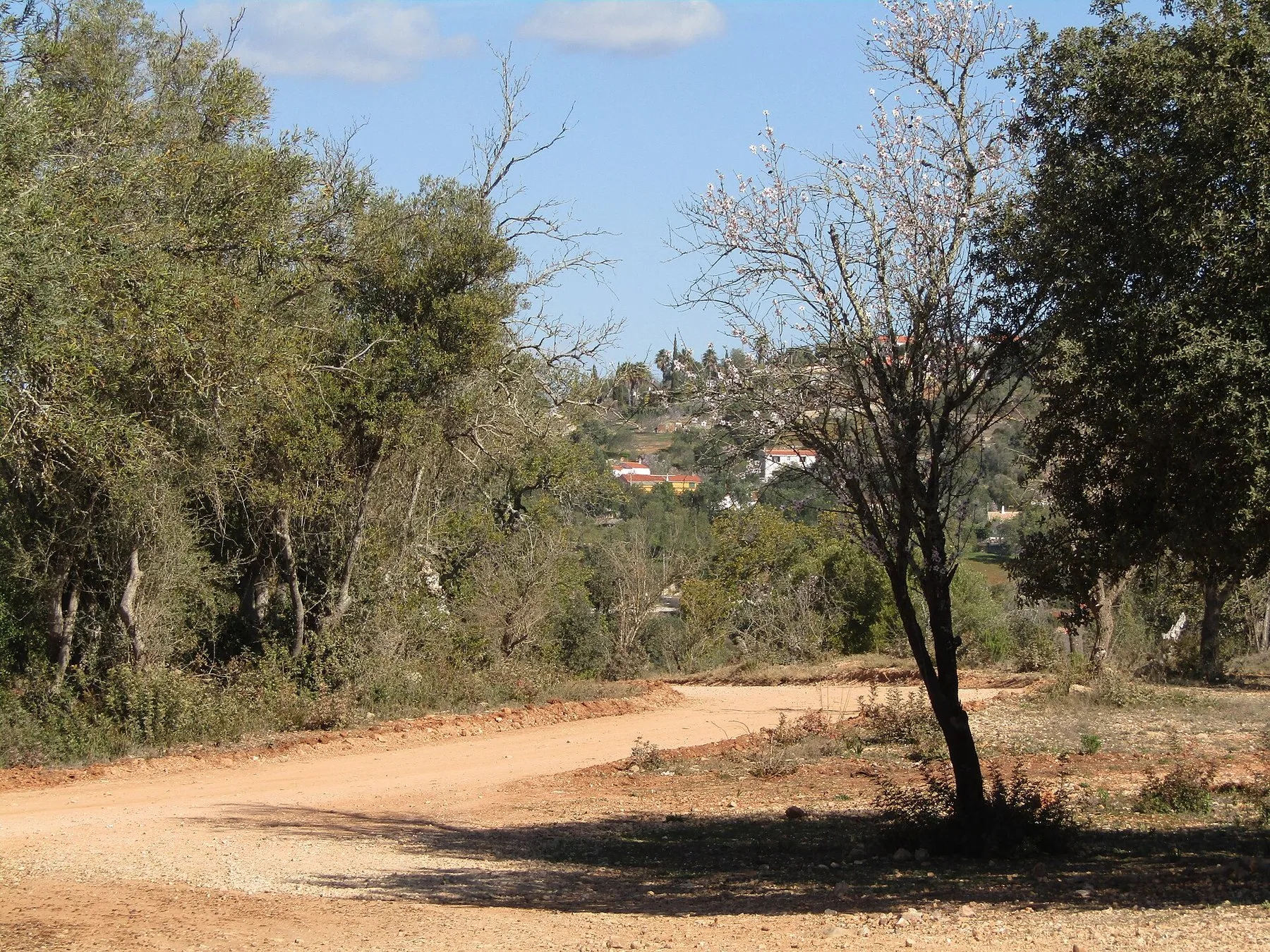 En röd grusväg svänger genom korkekar i Algarves inland, med ett blommande mandelträd vid vägkanten och vita byhus på sluttningen bortom