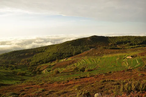 Grönklädda bergsryggar med låg buskvegetation och terrasserade sluttningar, i disigt motljus