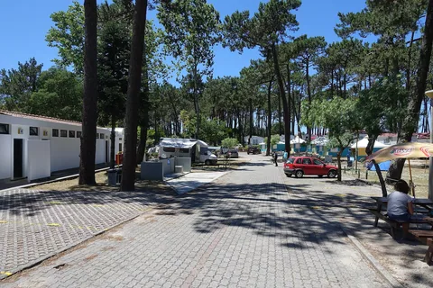 Husvagnar och små stugor står i skuggan under höga pinjeträd på en campingplats