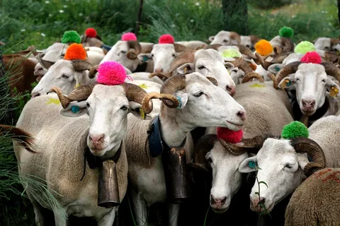 Tät flock av vita får med snäckvridna horn, koskällor om halsen och färgglada ulltofsar fästa mellan hornen
