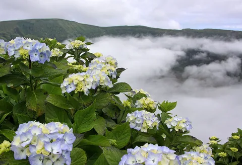Blommande hortensiabuskar på kraterkanten på Faial, med moln som ligger nere i kratern och den gröna kraterranden bakom