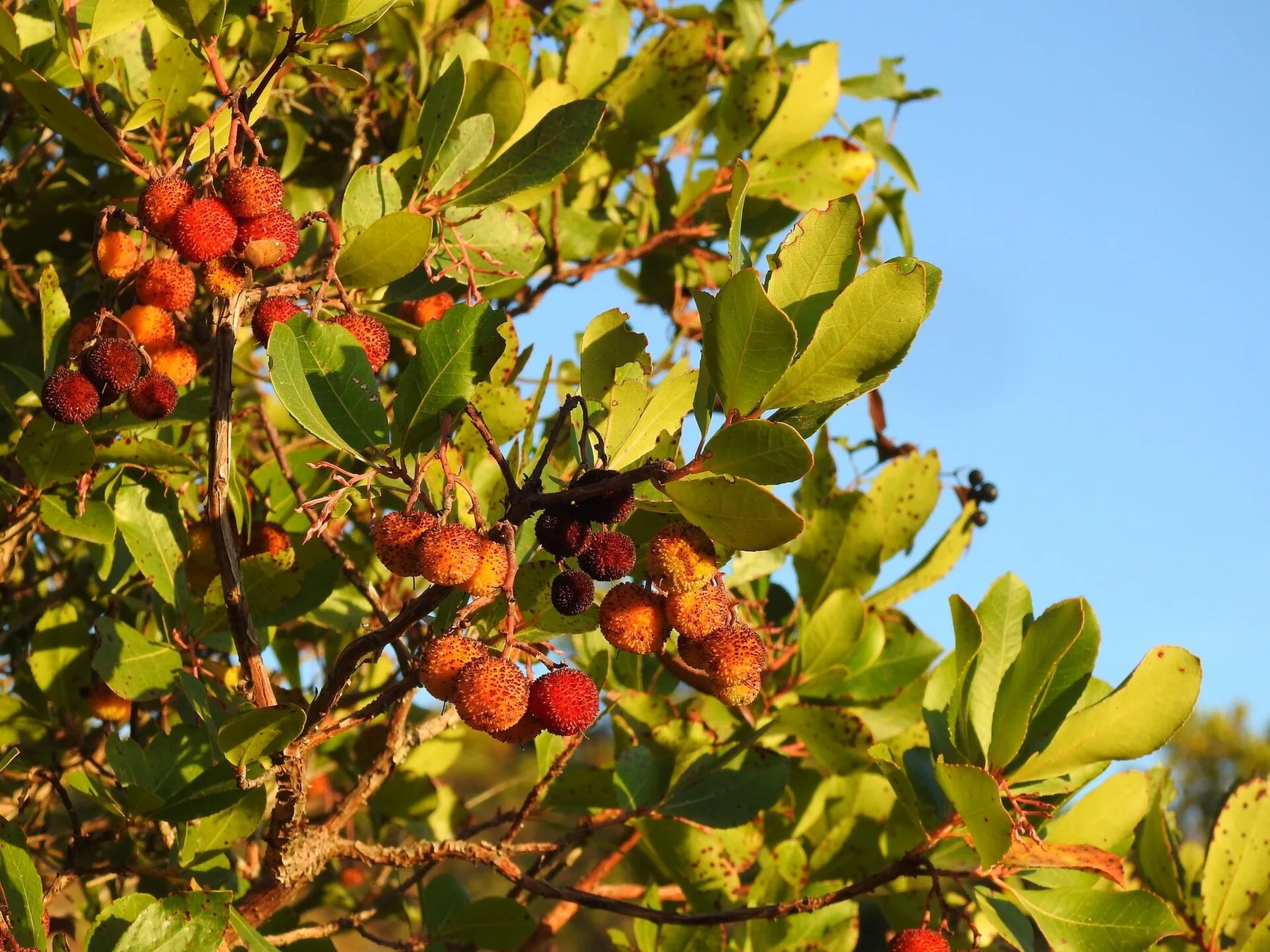 Grenar av jordgubbsträd i motljus med runda, knottriga frukter i gult, orange och rött bland läderartade blad mot blå himmel