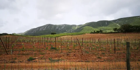 Vinodlingar på röd jord vid foten av den gröna bergsryggen Serra da Arrábida, med rader av unga vinstockar och stolpar