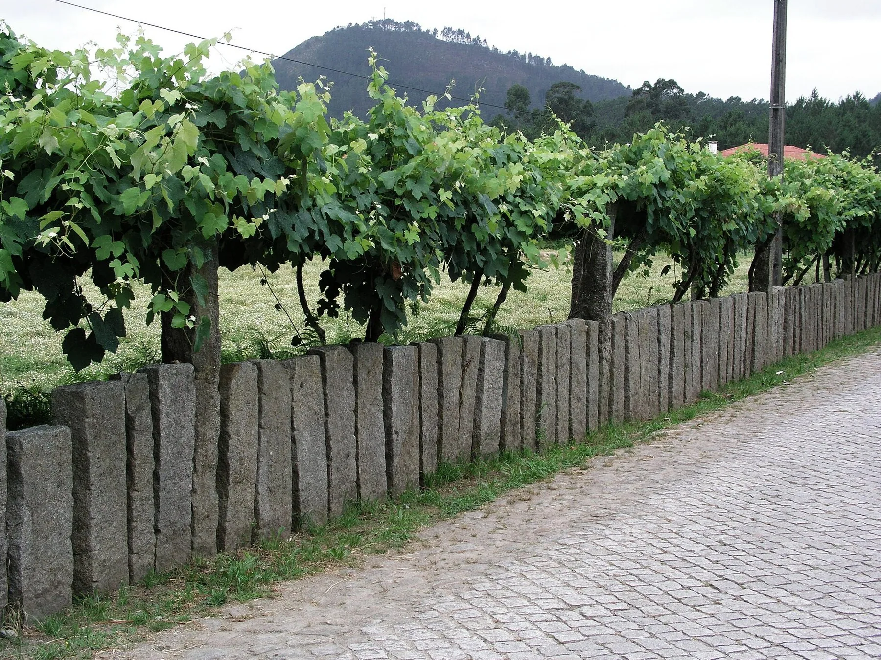 Vinstockar uppbundna högt på en rad grova granitpelare längs en kullerstensväg, med gröna kullar bakom