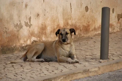 Hund som ligger på trottoarkanten vid en kullerstensgata framför en ockrafärgad husvägg