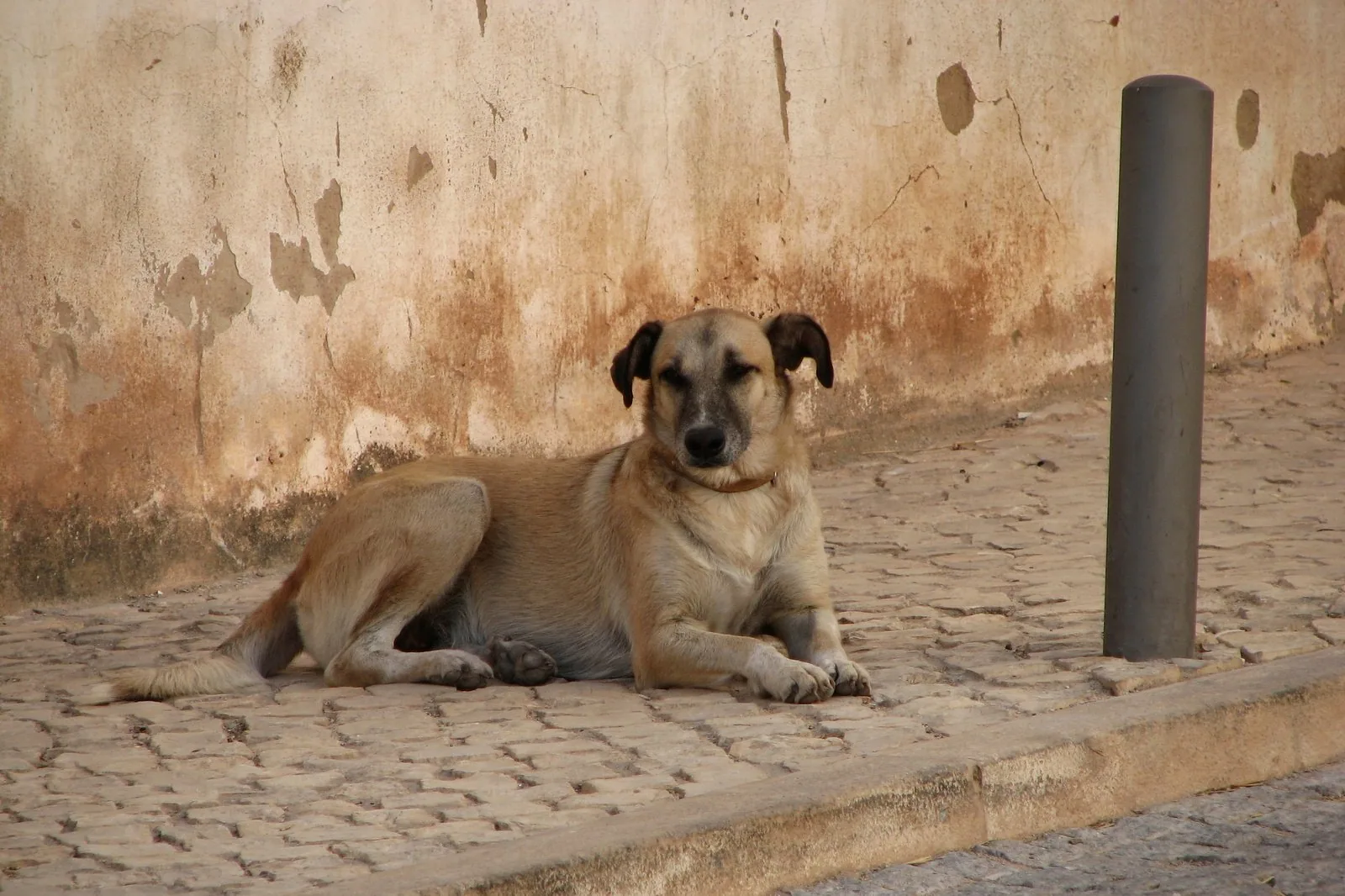 Hund som ligger på trottoarkanten vid en kullerstensgata framför en ockrafärgad husvägg