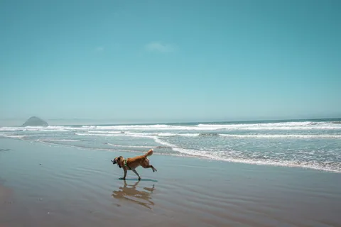 En brun hund springer lös över blank, våt strandsand med bränningarna bakom sig och en klippa vid horisonten