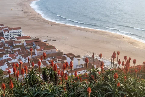 Nazarés stadsstrand sedd uppifrån klippan ovanför staden: den breda sanden löper längs vita hus med tegeltak, med blommande aloe i förgrunden.