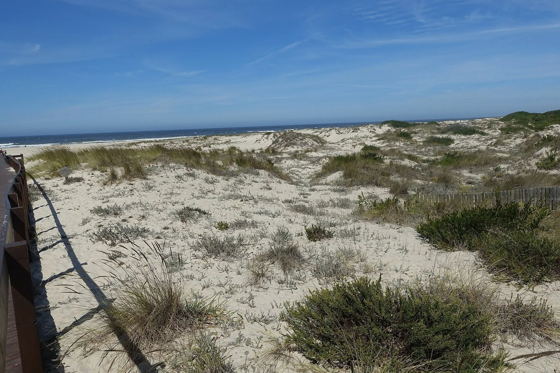 Dynerna i naturreservatet vid São Jacinto: vit sand med strandgräs och låga buskar, en träspång med räcke till vänster och havets bränning bakom dynkammen.