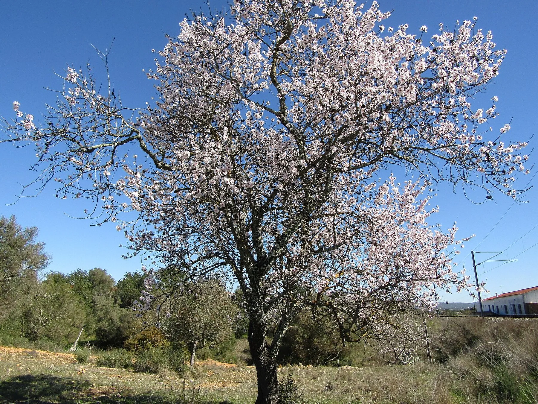 Ett mandelträd i full vit blomning på ett fält i Algarve, med olivträd bakom och blå himmel