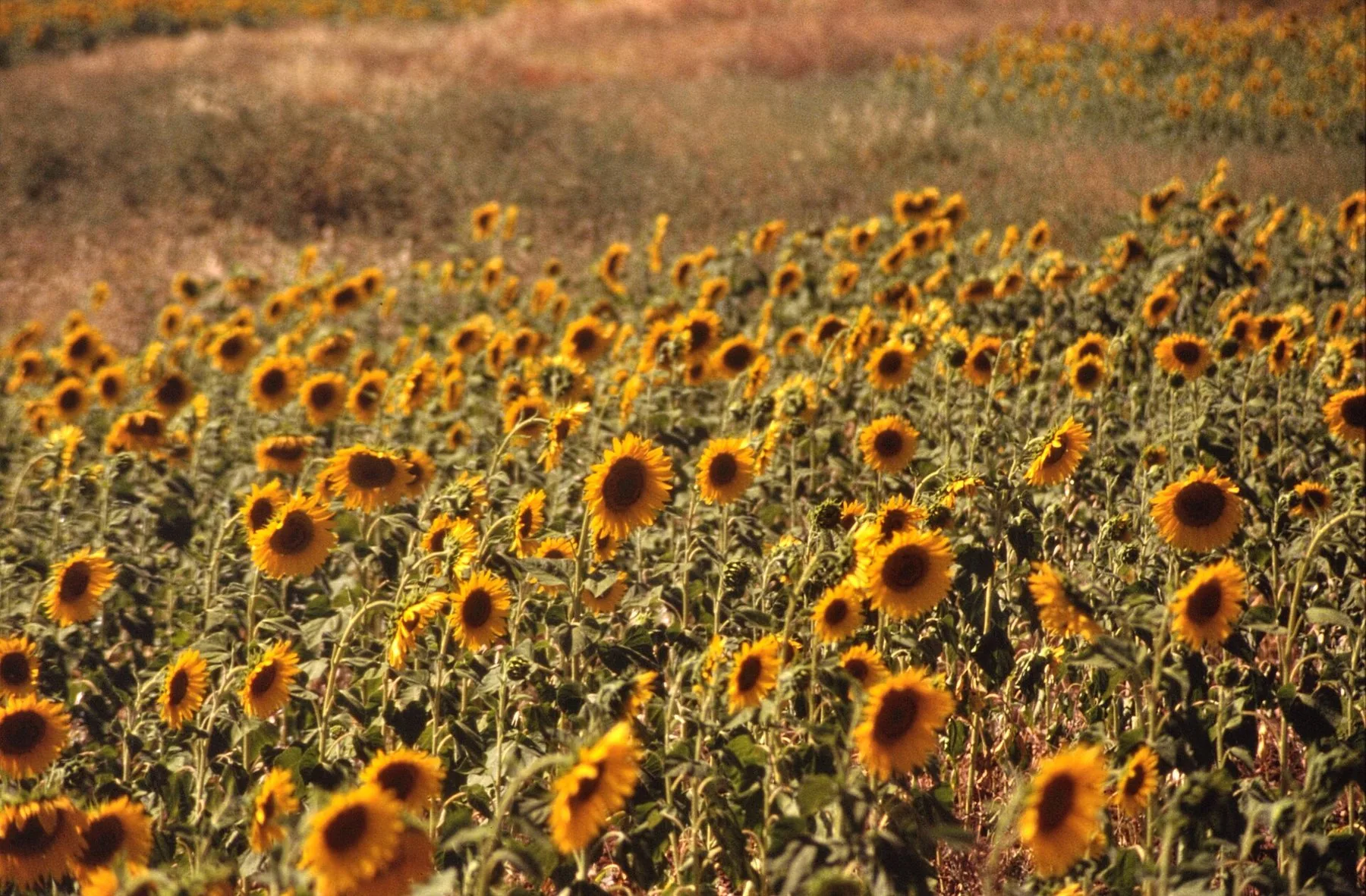 Ett fält med solrosor i full blom i Alentejo, med torrt gulnat gräs bakom i skarpt sommarljus