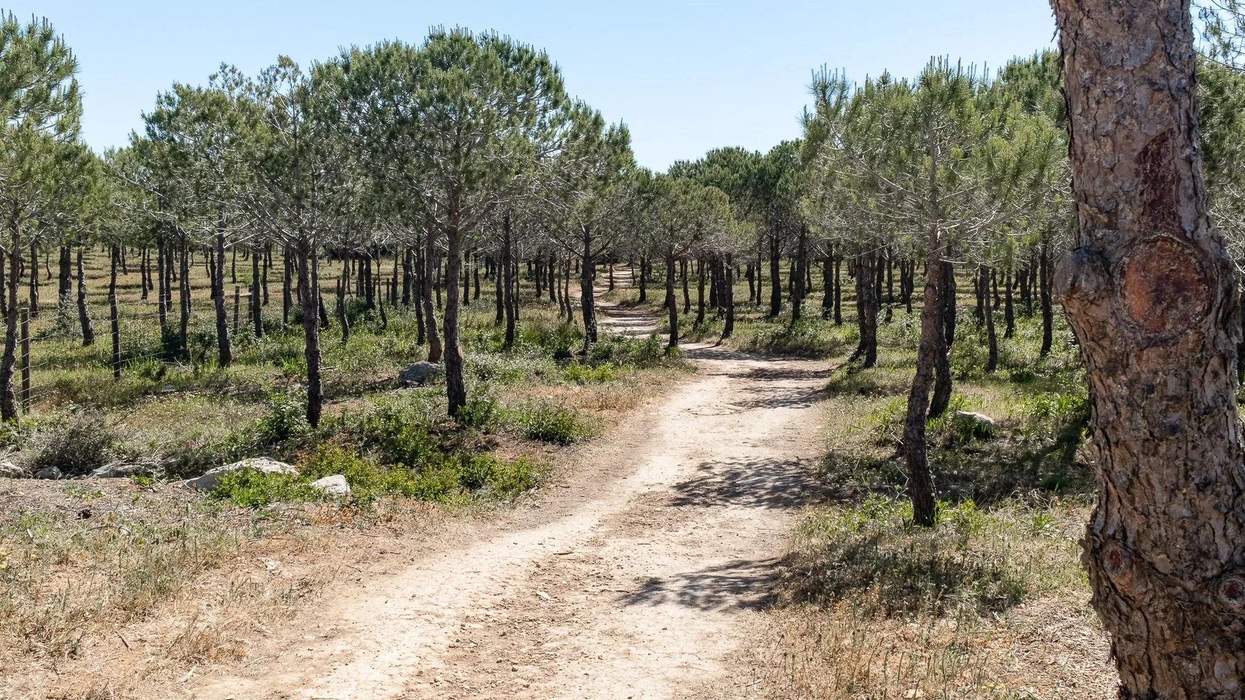 En sandig stig slingrar sig fram genom en gles pinjeskog med torr, låg undervegetation på ömse sidor
