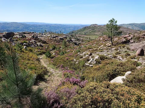 En smal jordstig går genom lila blommande ljung och gula buskar mellan spridda granitblock, med kulliga bergsryggar i fjärran