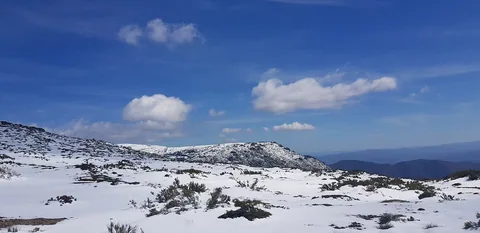 Snötäckt högplatå med låga buskar som sticker upp ur snön, och en snöig bergsrygg mot klarblå himmel