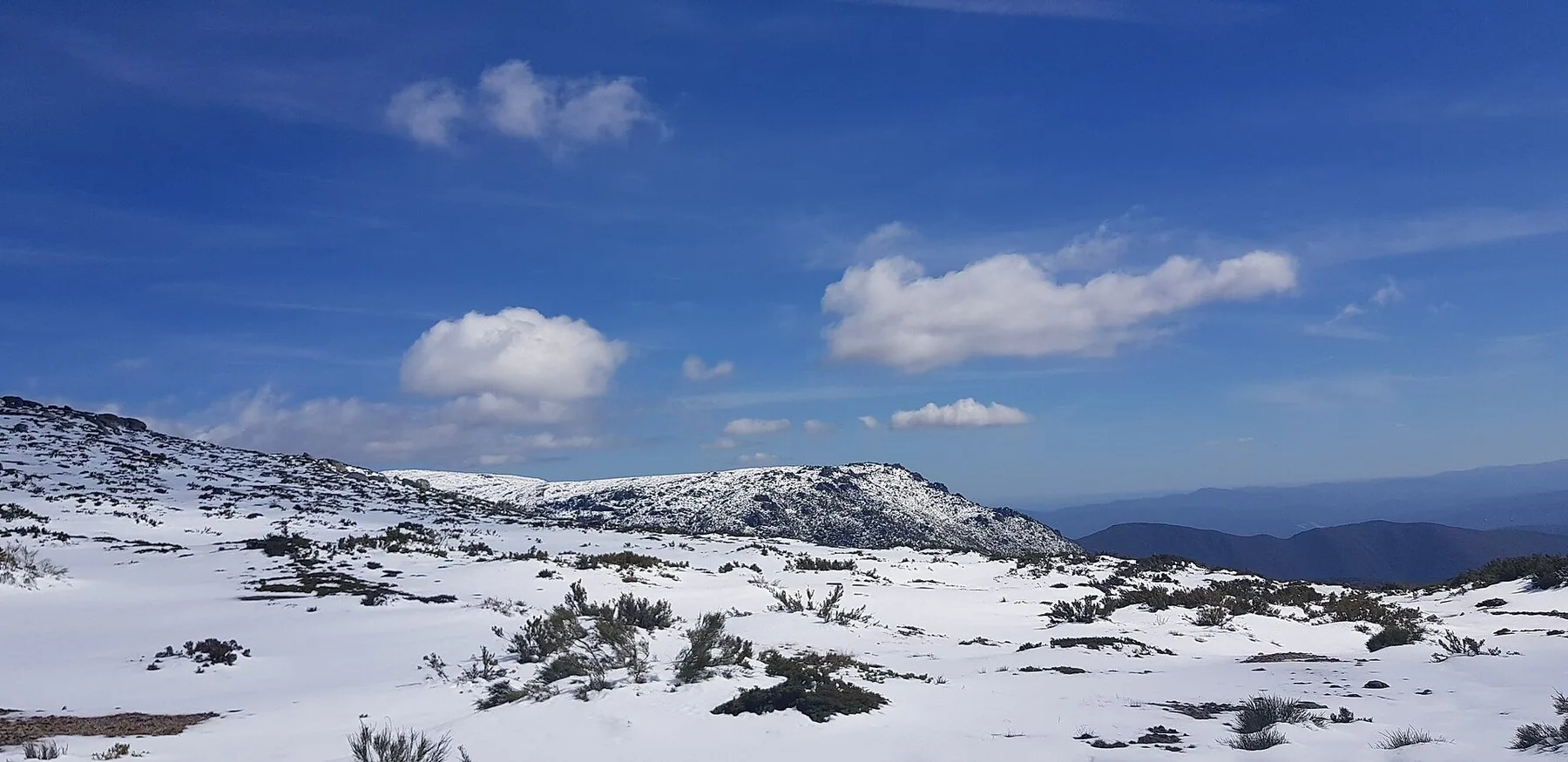 Snötäckt högplatå med låga buskar som sticker upp ur snön, och en snöig bergsrygg mot klarblå himmel